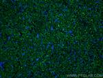 mu Crystallin Antibody in Immunohistochemistry (PFA fixed) (IHC (PFA))