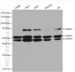 SHC Antibody in Western Blot (WB)