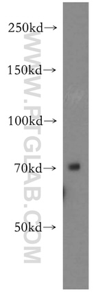 CRTC2/TORC2 Antibody in Western Blot (WB)