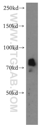 CRTC2/TORC2 Antibody in Western Blot (WB)