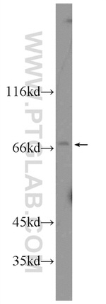 CRTC2/TORC2 Antibody in Western Blot (WB)