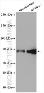 CRTC2/TORC2 Antibody in Western Blot (WB)
