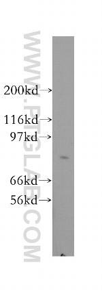 CRTC2/TORC2 Antibody in Western Blot (WB)