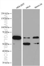 FOX2/RBM9 Antibody in Western Blot (WB)