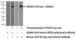 RGS3 Antibody in Western Blot (WB)