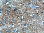 Kir4.1 Antibody in Immunohistochemistry (Paraffin) (IHC (P))