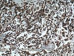 Kir4.1 Antibody in Immunohistochemistry (Paraffin) (IHC (P))