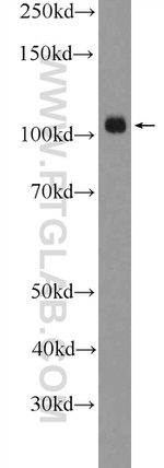 SMARCAL1 Antibody in Western Blot (WB)