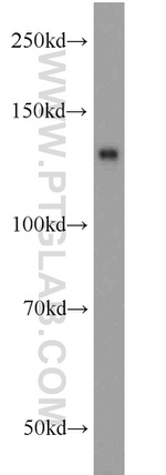 SFRS14 Antibody in Western Blot (WB)