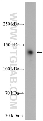 SFRS14 Antibody in Western Blot (WB)