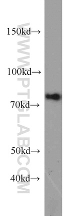NUFIP1 Antibody in Western Blot (WB)