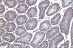 ZBTB32 Antibody in Immunohistochemistry (Paraffin) (IHC (P))