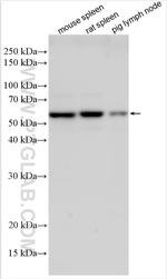 ZBTB32 Antibody in Western Blot (WB)