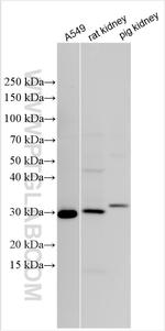 GLIPR1 Antibody in Western Blot (WB)