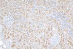 MAP17/PDZK1IP1 Antibody in Immunohistochemistry (Paraffin) (IHC (P))