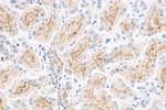 MAP17/PDZK1IP1 Antibody in Immunohistochemistry (Paraffin) (IHC (P))