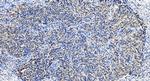 NANP Antibody in Immunohistochemistry (Paraffin) (IHC (P))