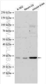 NANP Antibody in Western Blot (WB)