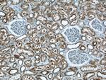 TRUB1 Antibody in Immunohistochemistry (Paraffin) (IHC (P))