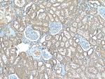 TMOD3 Antibody in Immunohistochemistry (Paraffin) (IHC (P))
