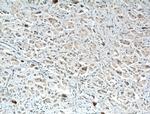 SULT1E1 Antibody in Immunohistochemistry (Paraffin) (IHC (P))