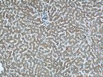 CHMP2B Antibody in Immunohistochemistry (Paraffin) (IHC (P))