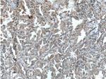 PLAA Antibody in Immunohistochemistry (Paraffin) (IHC (P))