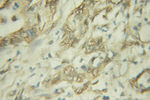 HNF1B Antibody in Immunohistochemistry (Paraffin) (IHC (P))