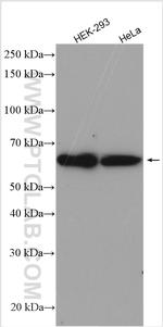 PPIL4 Antibody in Western Blot (WB)