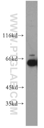 PPIL4 Antibody in Western Blot (WB)