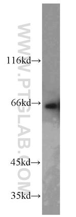 PPIL4 Antibody in Western Blot (WB)