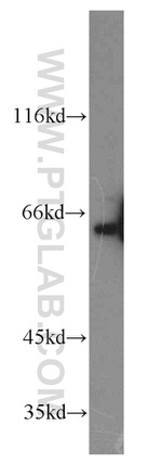 PPIL4 Antibody in Western Blot (WB)