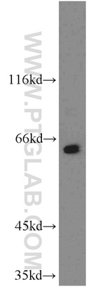 PPIL4 Antibody in Western Blot (WB)