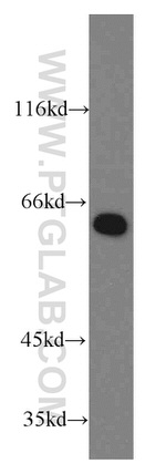 PPIL4 Antibody in Western Blot (WB)
