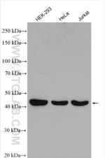PSMD6 Antibody in Western Blot (WB)