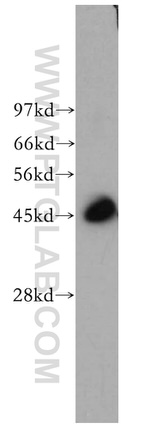 PSMD6 Antibody in Western Blot (WB)