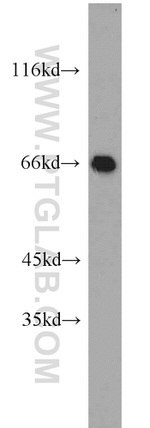 Annexin VI Antibody in Western Blot (WB)