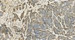 RGS1 Antibody in Immunohistochemistry (Paraffin) (IHC (P))