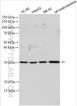 RGS1 Antibody in Western Blot (WB)