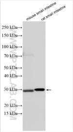 RGS1 Antibody in Western Blot (WB)