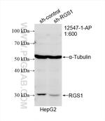 RGS1 Antibody in Western Blot (WB)