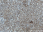 CPVL Antibody in Immunohistochemistry (Paraffin) (IHC (P))