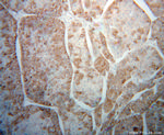 CPVL Antibody in Immunohistochemistry (Paraffin) (IHC (P))