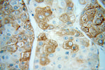 CPVL Antibody in Immunohistochemistry (Paraffin) (IHC (P))