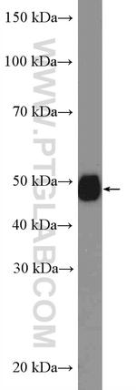 CPVL Antibody in Western Blot (WB)