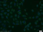 RGS17 Antibody in Immunocytochemistry (ICC/IF)