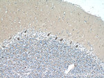 RGS17 Antibody in Immunohistochemistry (Paraffin) (IHC (P))