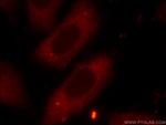 FXR2 Antibody in Immunocytochemistry (ICC/IF)