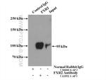 FXR2 Antibody in Immunoprecipitation (IP)