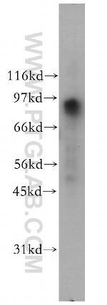 FXR2 Antibody in Western Blot (WB)